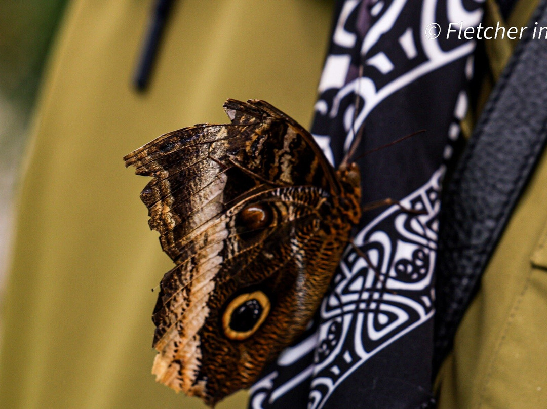 热带蝴蝶馆，野生动物和狩猎中心-谢菲尔德必去景点