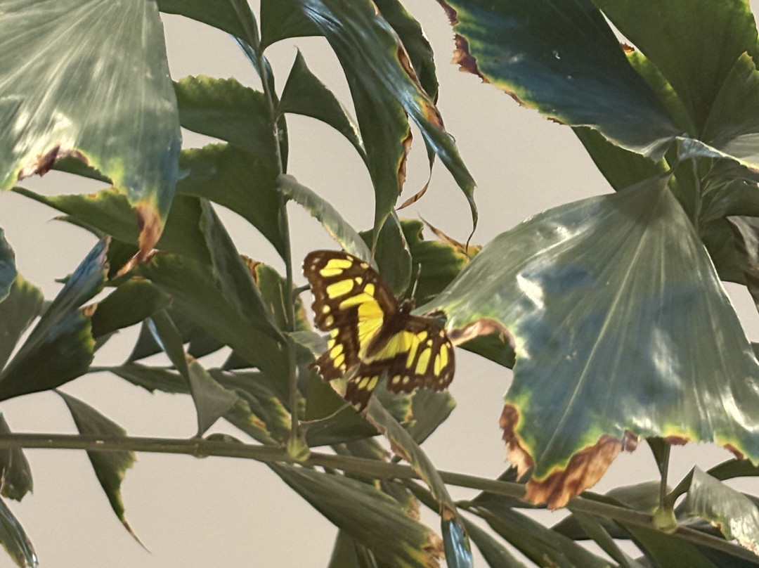 Al Noor Island-沙迦必去景点