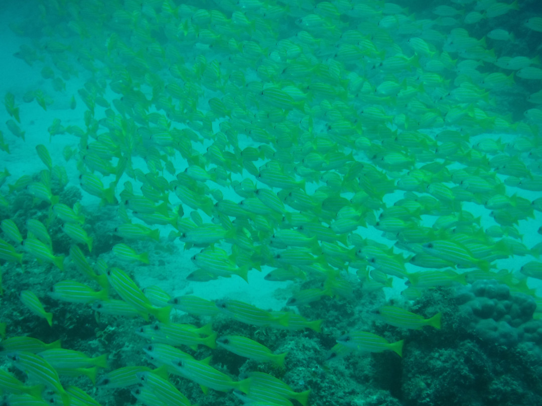 基地潜水中心-Pereybere必去景点