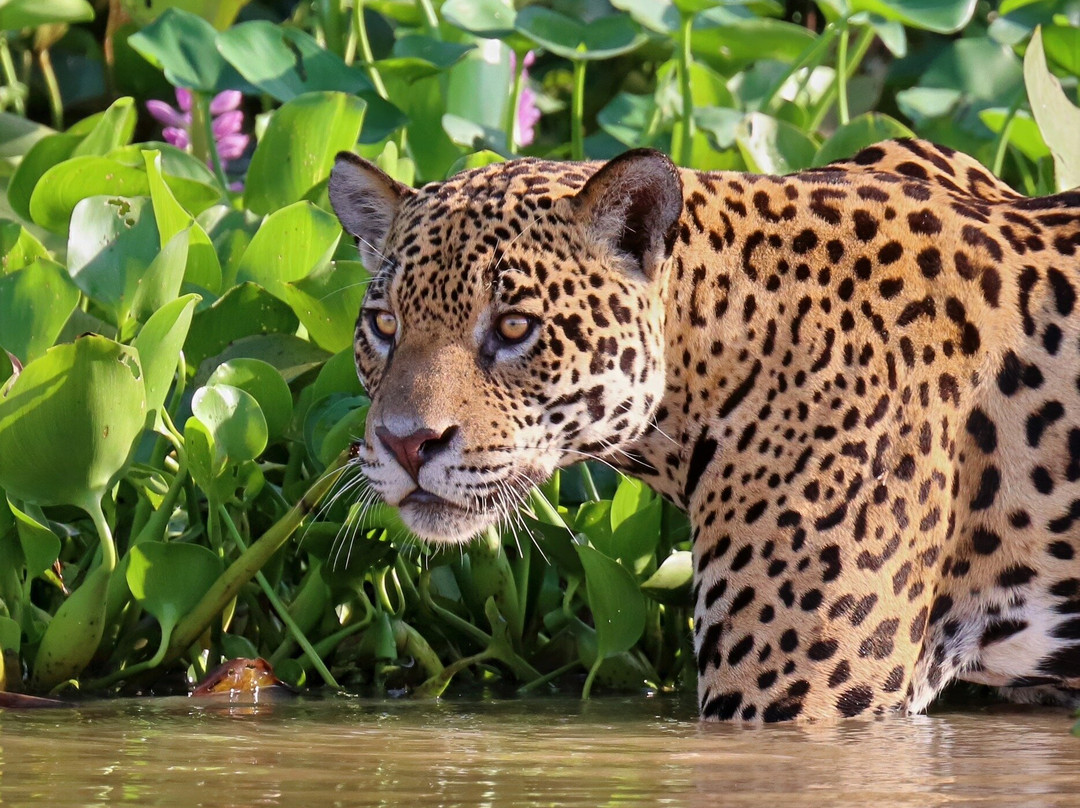 Pantanal Jaguar Safaris-Chapada dos Guimaraes必去景点
