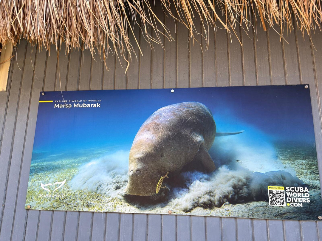 Marsa Mubarak-马萨阿拉姆必去景点