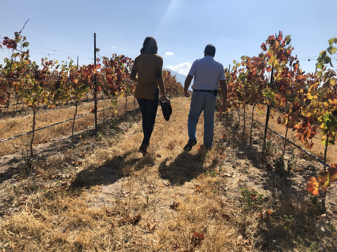 Viñedo San Juan De La Vaqueria-萨尔蒂必去景点