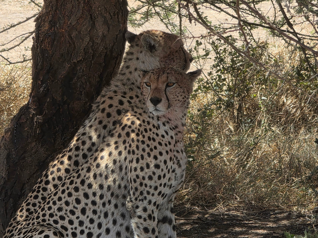 Unlimited Expeditions - The Soul Of Tanzania-阿鲁沙必去景点