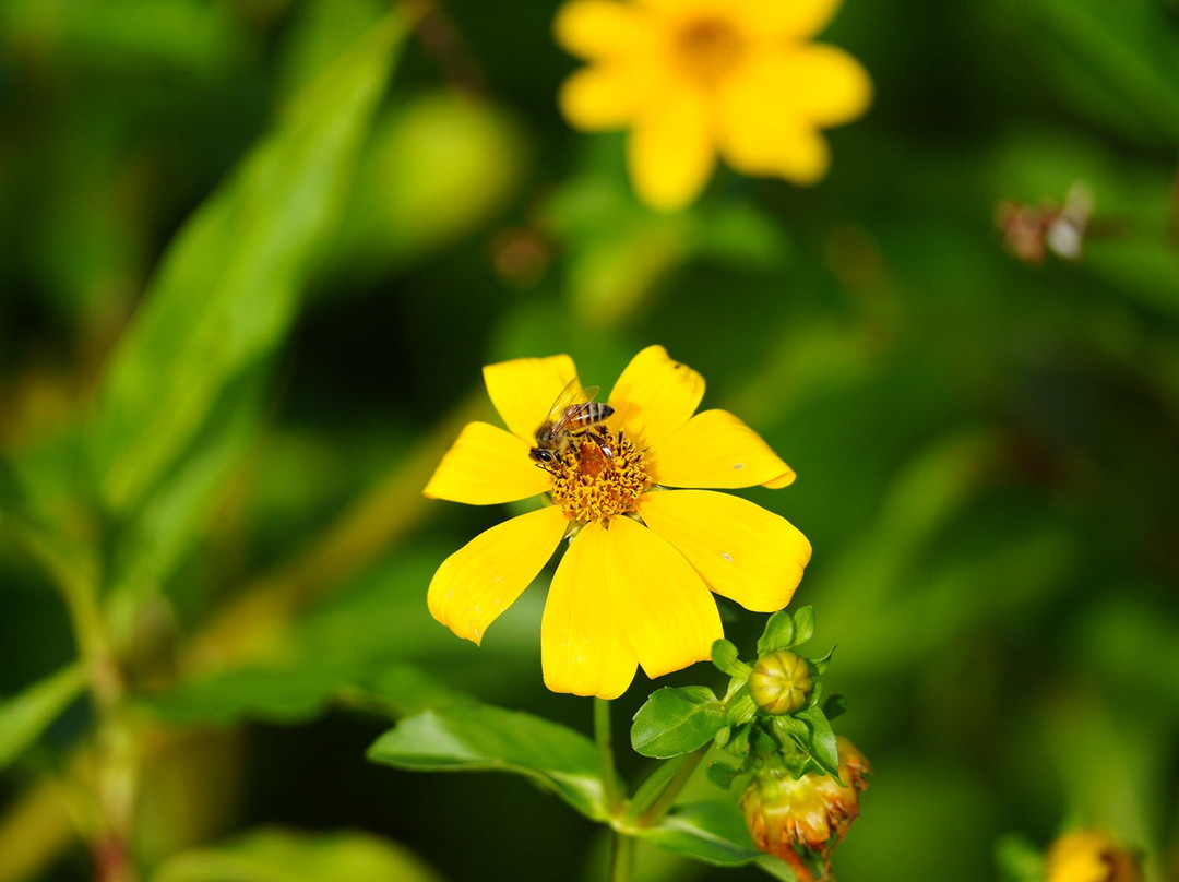 Airboat And Gator Charters-De Leon Springs必去景点