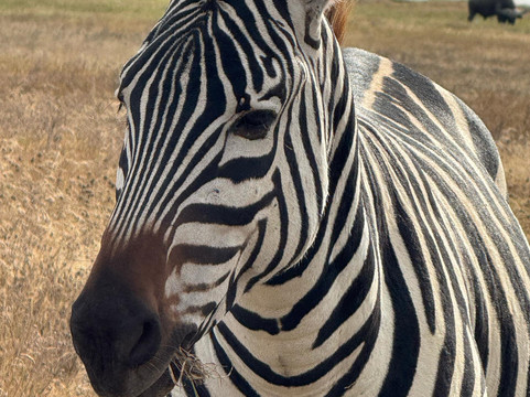 Lush Africa Safaris-坎帕拉必去景点