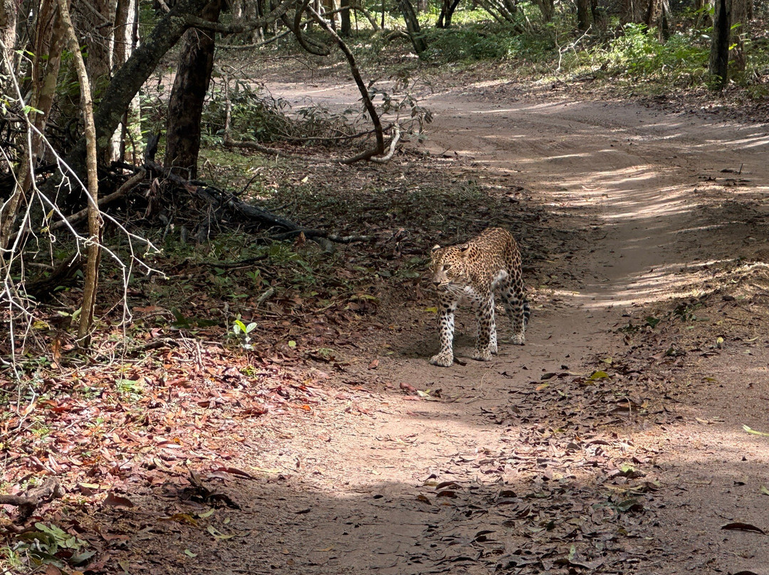 Wilpattu Safari Jeep-Wilpattu National Park必去景点