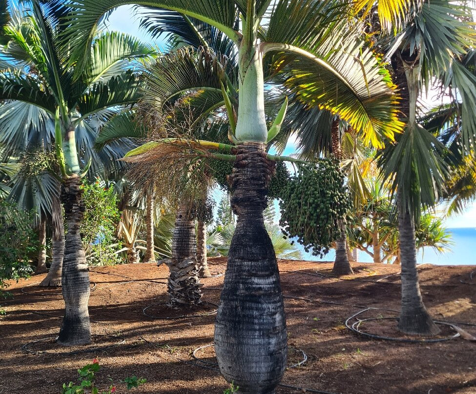 Jardín Botánico del Palmetum-圣克鲁斯-德特内里费必去景点