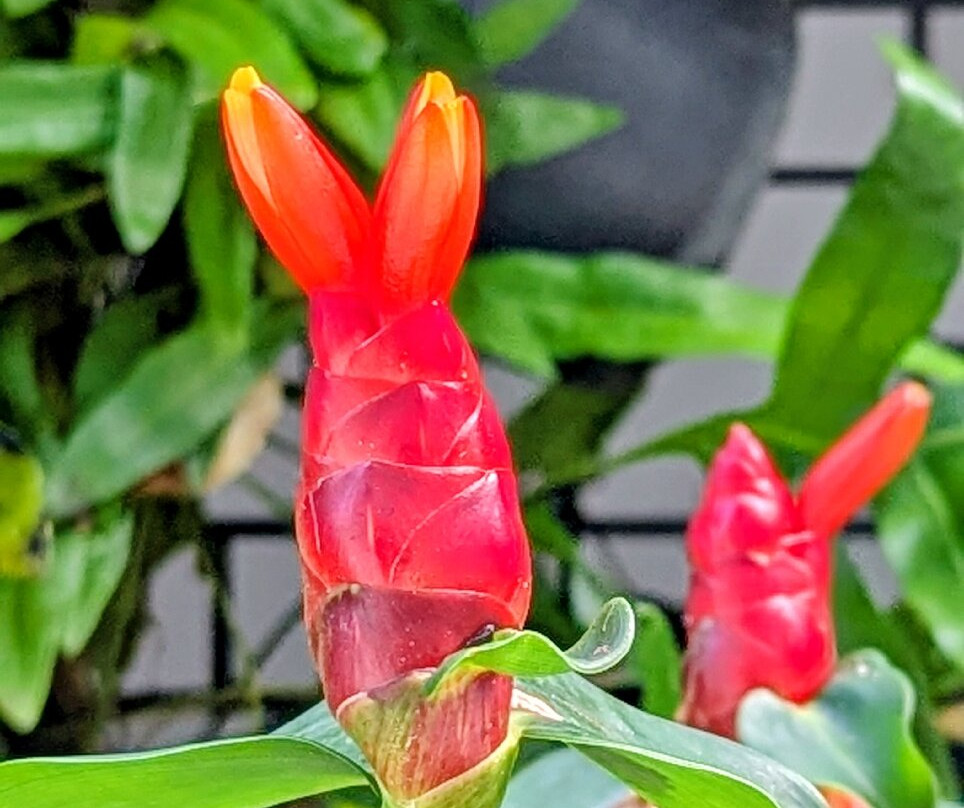 Hilton Garden Inn Phuket Bang Tao主图