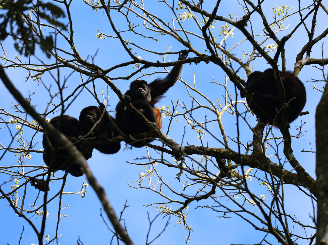 Heliconias Hanging Bridges Trails-Bijagua de Upala必去景点