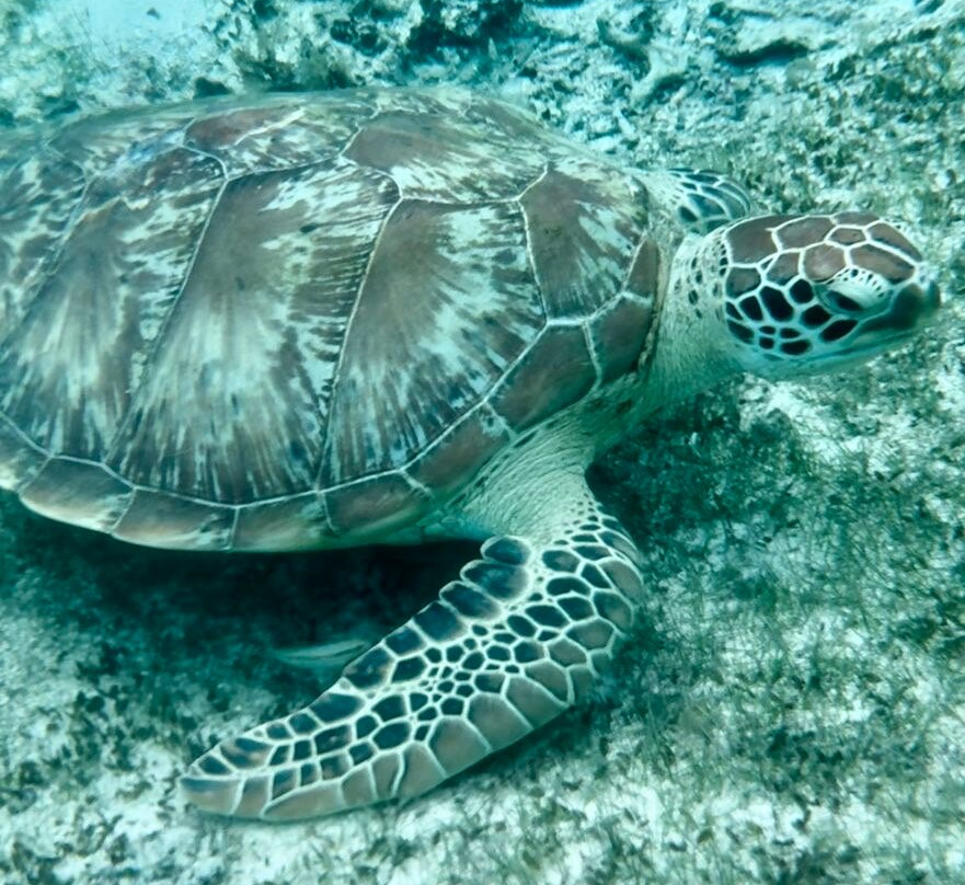 The Pearl Cruise-贝尔欧布莱必去景点