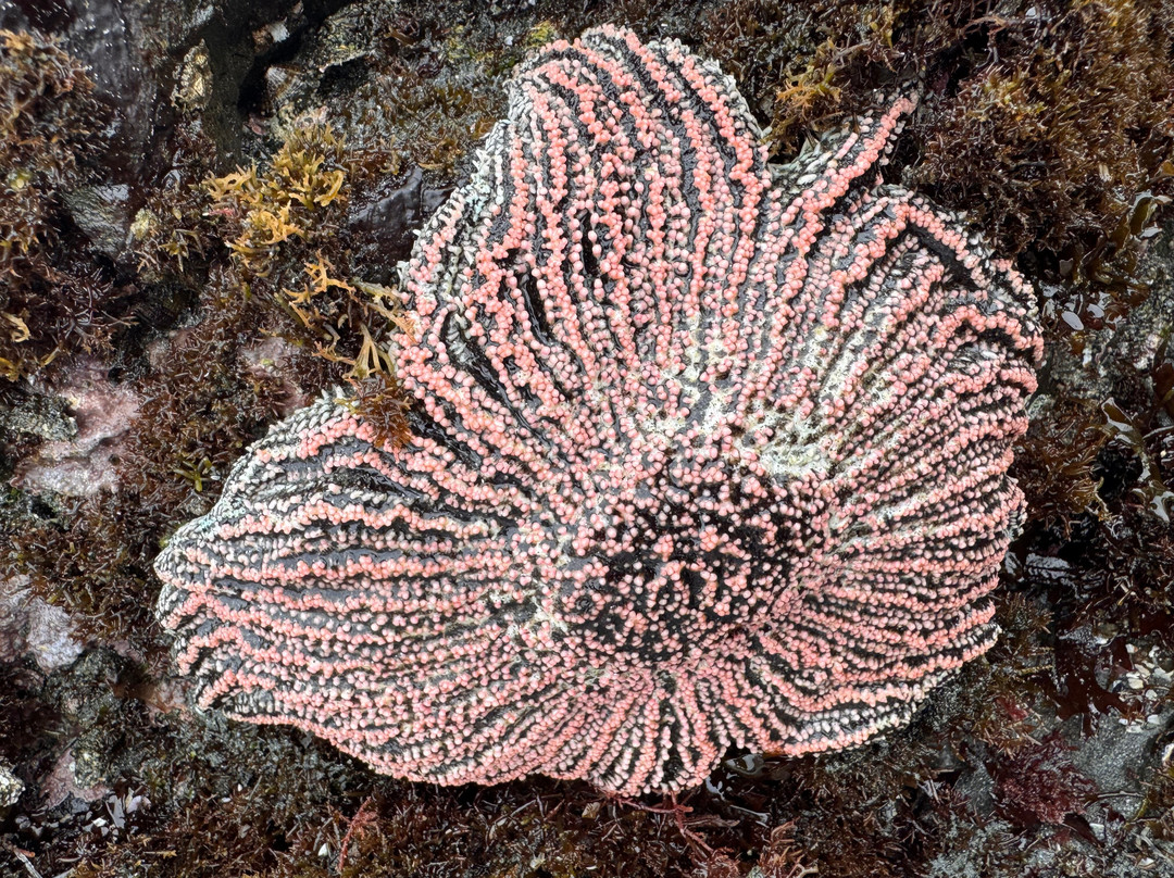 Caleta Chanaral de Aceituno-Chanaral必去景点