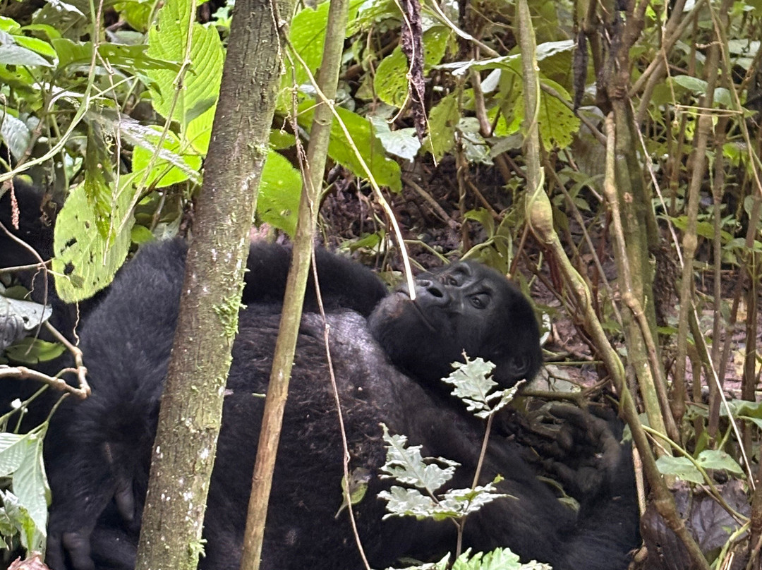 Gorilla Safari Consultants-坎帕拉必去景点