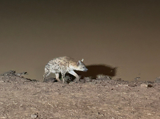 Rhino Safaris-内罗毕必去景点