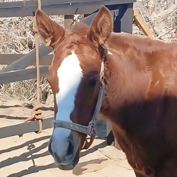 Cerritos Cowboy-Playa Cerritos必去景点
