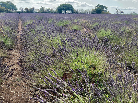 Somerset Lavender-Faulkland必去景点