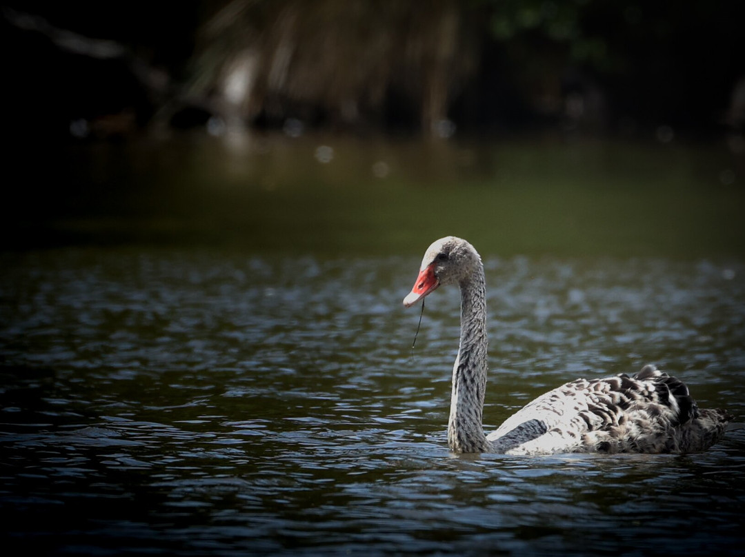 St Anne's Lagoon-Cheviot必去景点