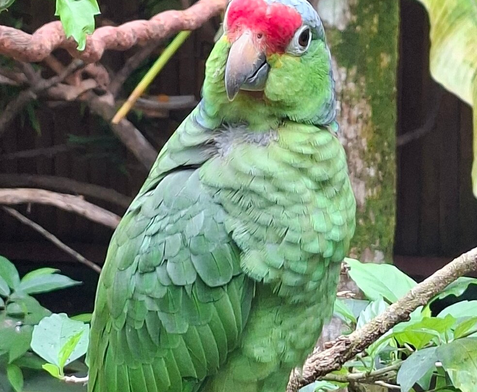 Jaguar Rescue Center-旧港必去景点