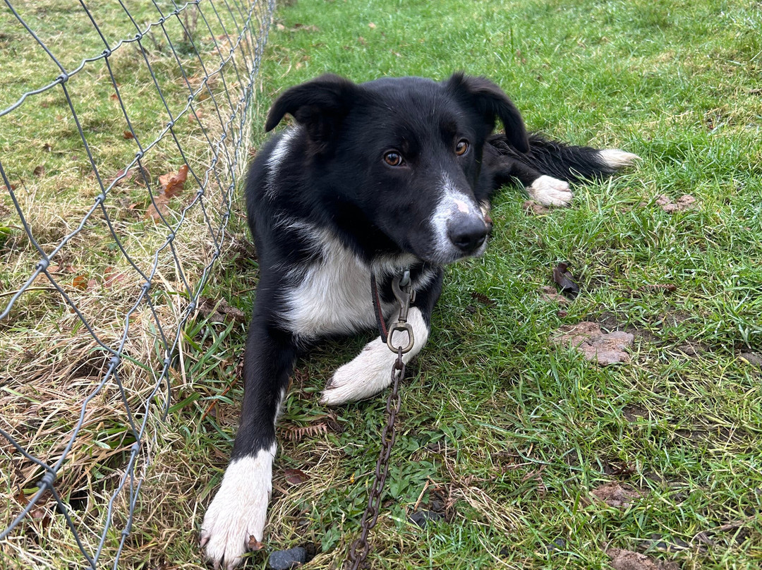 Cullen's Sheep Farm-拉腊必去景点