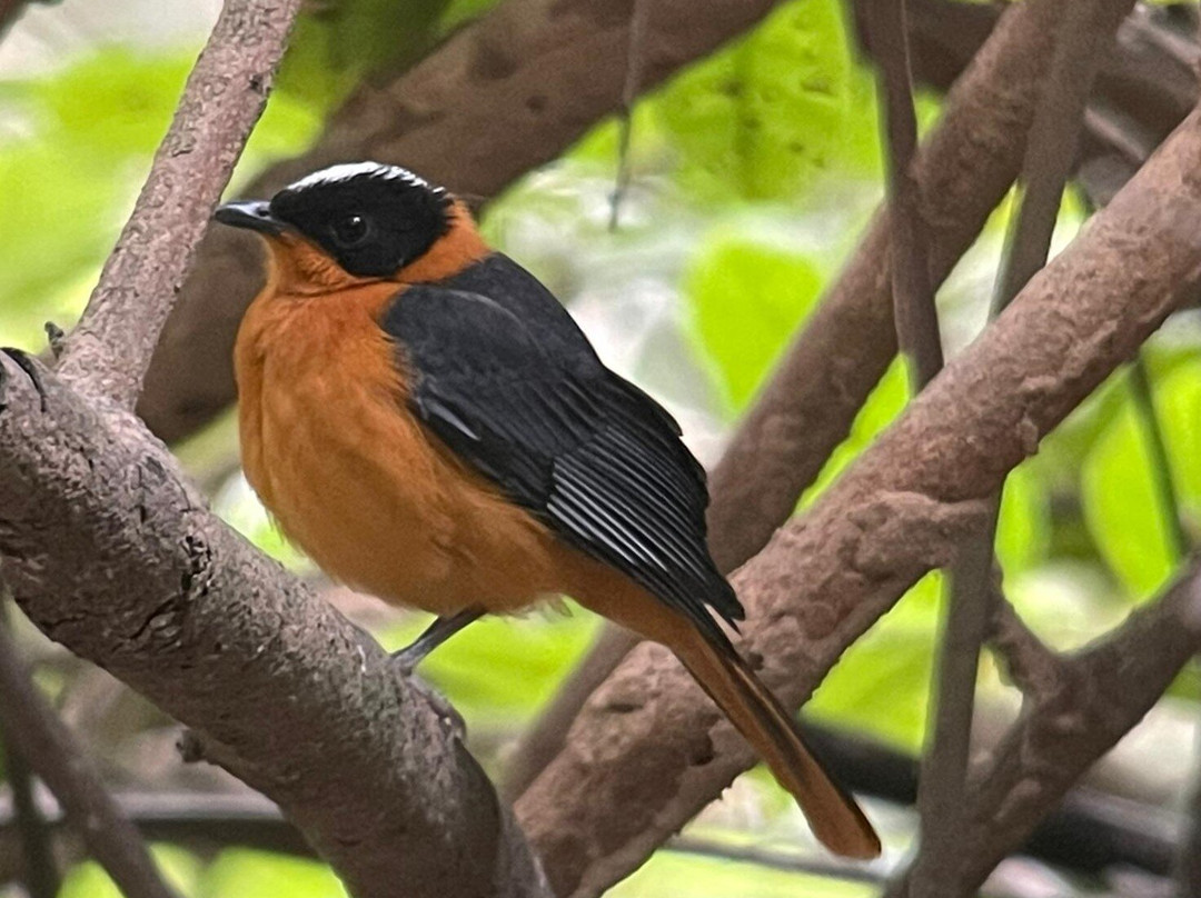 Turaco Birdwatching and Expedition Tours-Bijilo必去景点