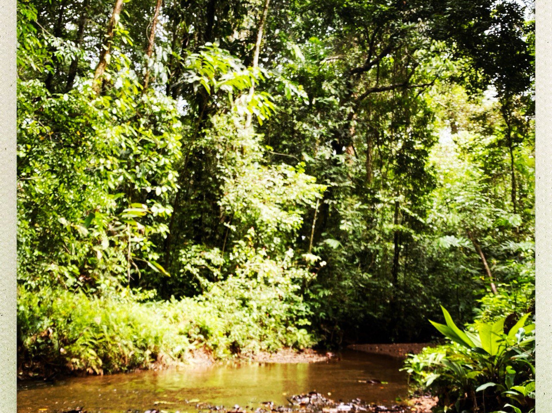 Jaguar Corcovado Tours-希门尼斯港必去景点