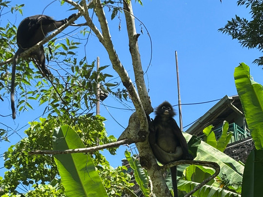 The Habitat Penang Hill-槟城岛必去景点