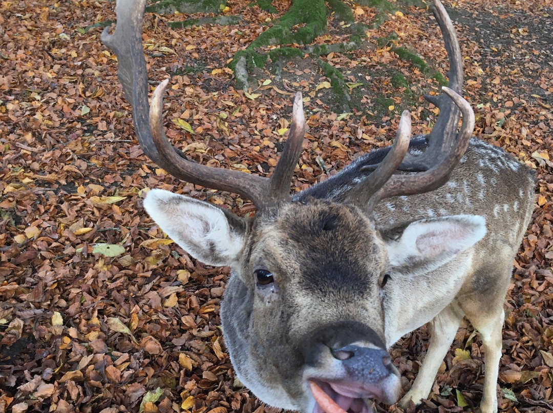 Dyrepark-Rimso必去景点