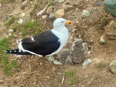 isla magdalena-蓬塔阿雷纳斯必去景点