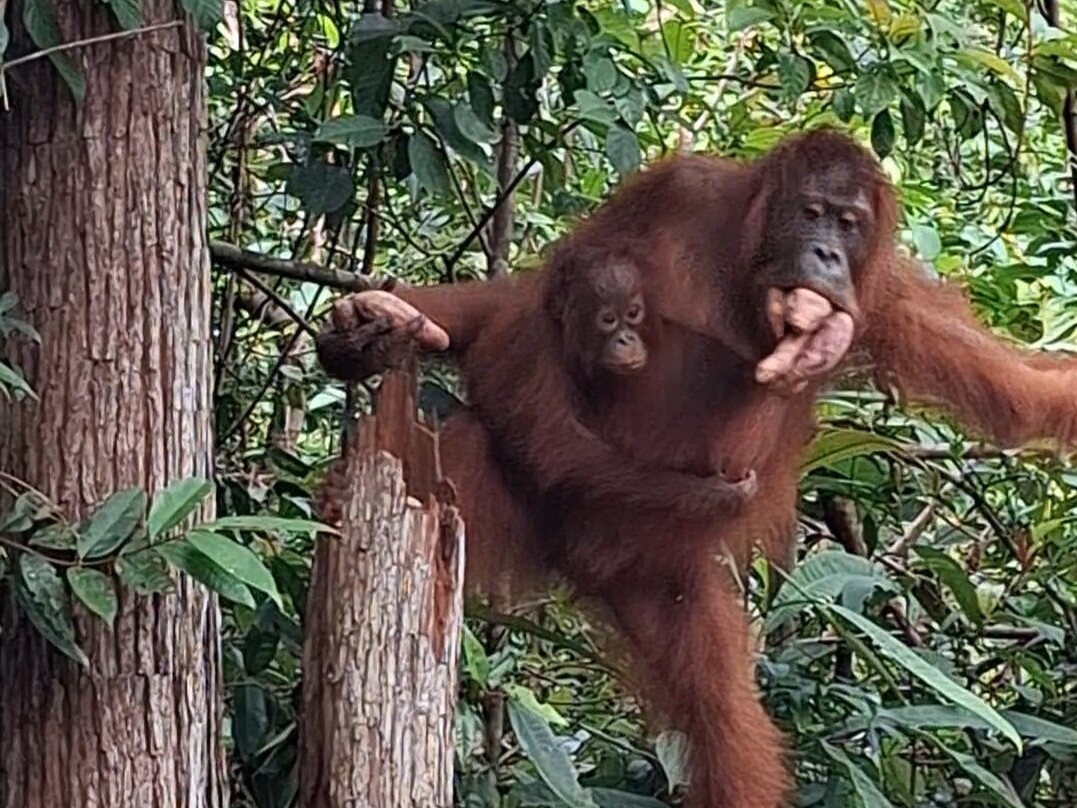 Guia En Borneo-Pangkalan Bun必去景点