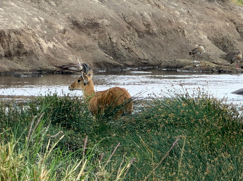 Sail Adventure Safaris-恩德培必去景点