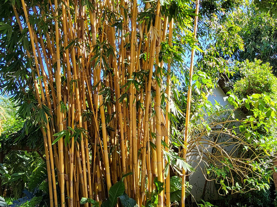 芭派村酒店主图