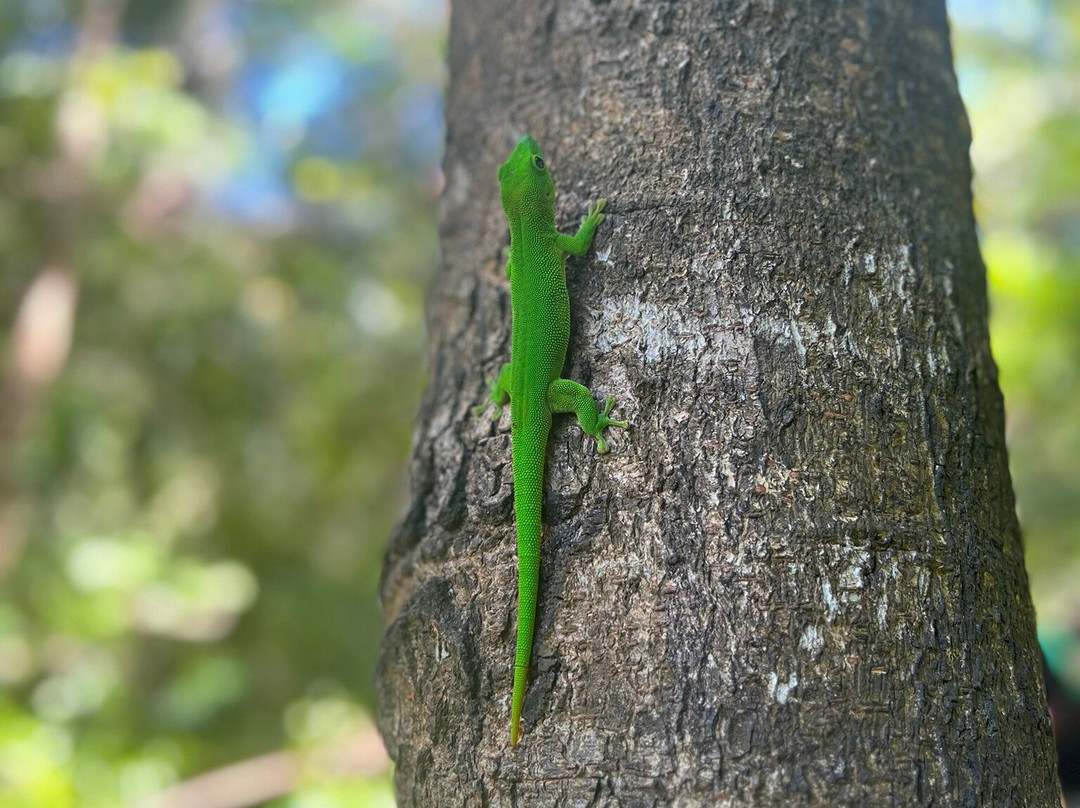 Moramora Escursioni-诺西贝必去景点