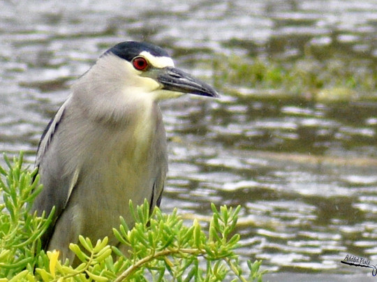 Hawaii Bird Tours-瓦胡岛必去景点