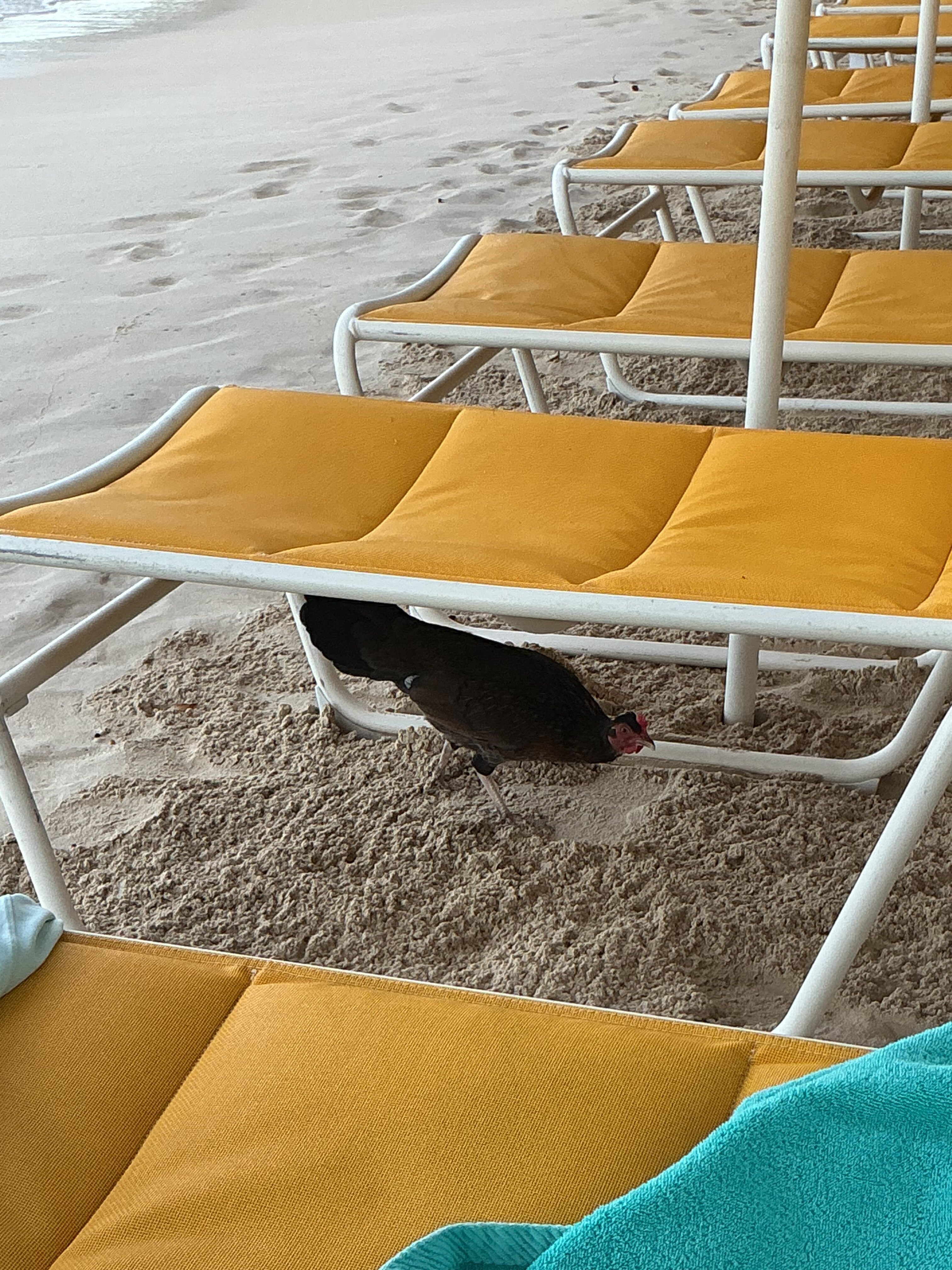 Waves Resort & Spa, An Autograph Collection All-Inclusive Resort-泳池