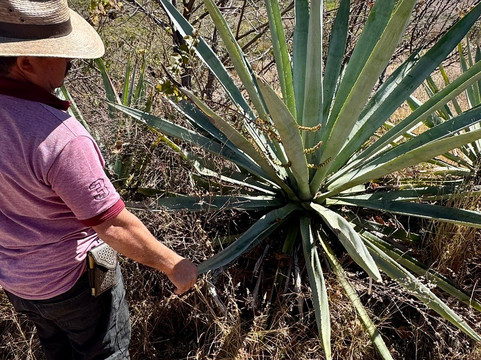 WSE Travel-瓦哈卡必去景点