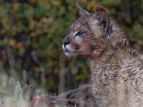 Wild Frames Chile-纳塔莱斯港必去景点