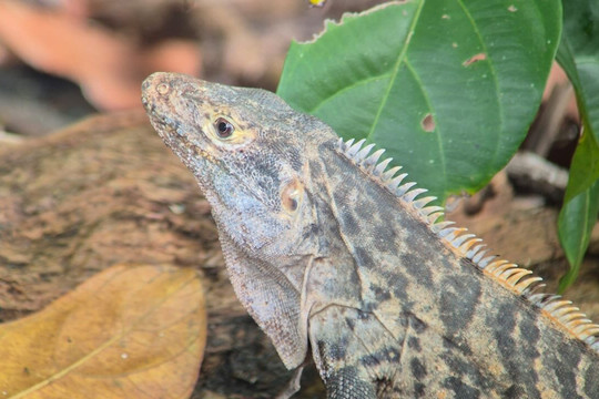 Picolina Tours-德雷克湾必去景点