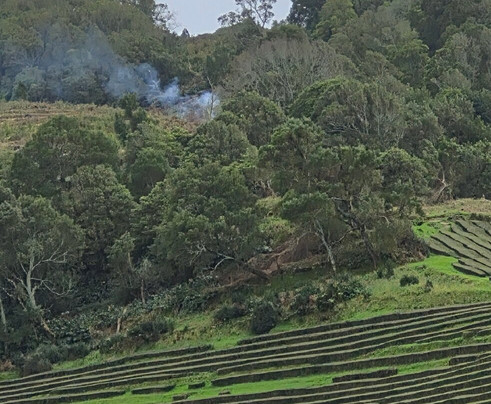 Plantações de Chá Gorreana-Maia必去景点