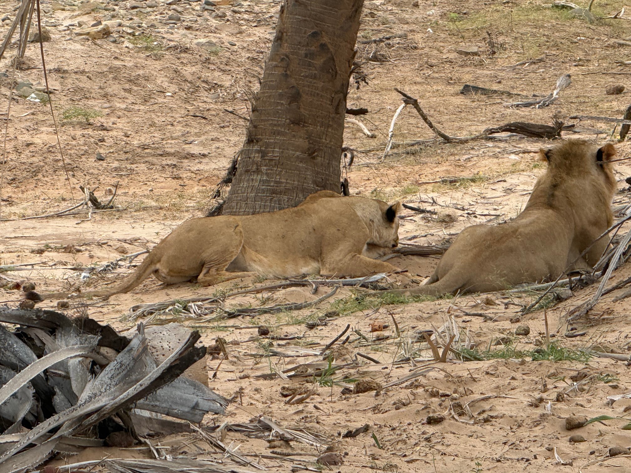 Jacaranda Beach Resort-官方