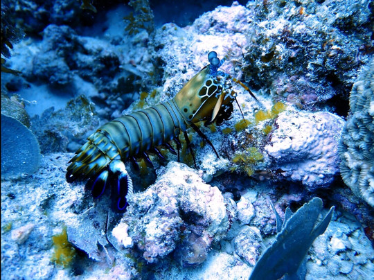 Orca Dive Club - Pereybere-Pereybere必去景点