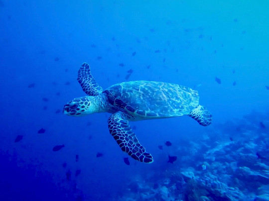 Blue Wave Ifuru By Dive Butler At Ifuru Island Maldives-Ifuru必去景点