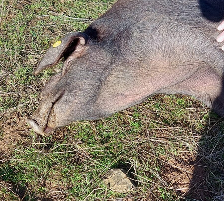 Eiriz Jamones & Embutidos De Bellota-Corteconcepcion必去景点