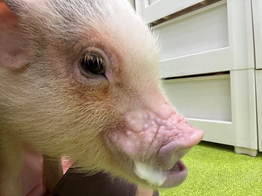 Mipig Cafe Fukuoka-Chuo必去景点