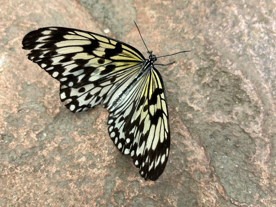 贝纳尔马德纳蝴蝶公园-班纳玛德纳必去景点