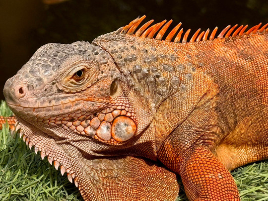 Capybara World Samui