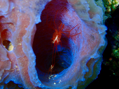 Wannadive Bonaire-Kralendijk必去景点