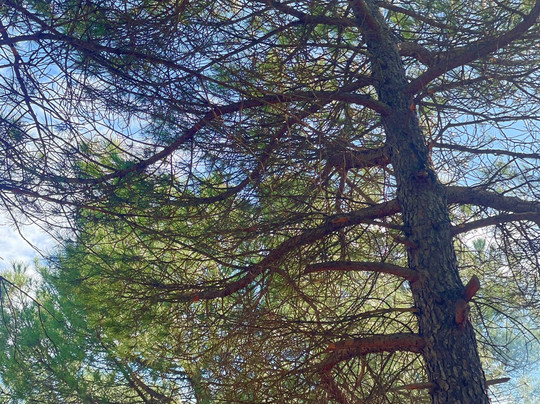 La Foret du Djebel Ouahch