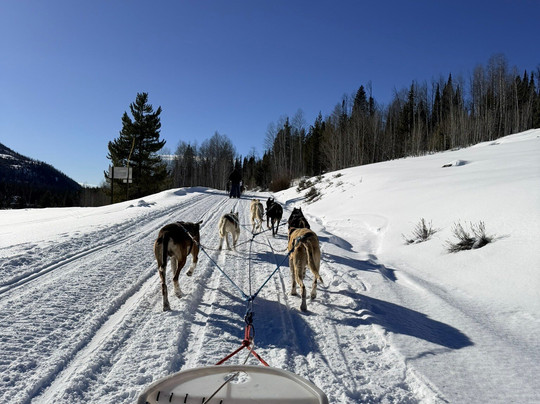 Grizzle-T Dog & Sled Works-斯廷博特斯普林斯必去景点