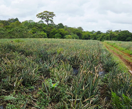 Organic Paradise Tour-萨拉皮奇必去景点