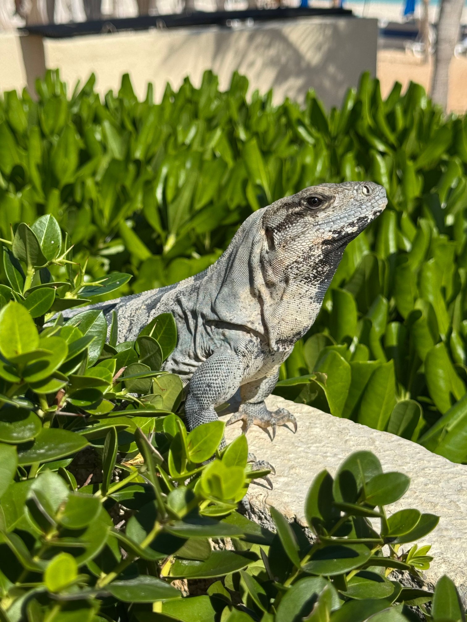 坎昆水上生活酒店-泳池