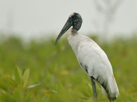 Visit Sian Ka'an-图伦必去景点